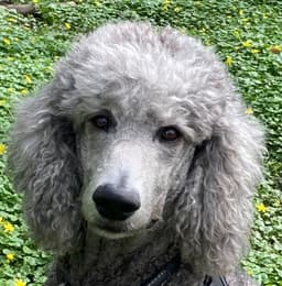 Bonzo