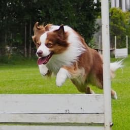 Koda