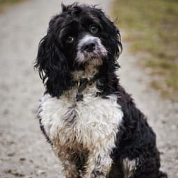 Maggie