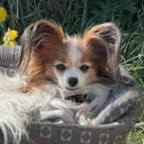 Nellie